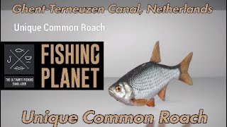 Unique Common Roach  GhentTerneuzen Canal Netherlands  Fishing Planet Guide [upl. by Augustina]