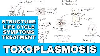 Toxoplasmosis  Toxoplasma gondii  Structure Life cycle Symptoms Treatment  Bio science [upl. by Berkow]