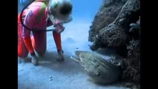 Valerie Taylor Befriends a Spotted Moray Eel [upl. by Ekaj]