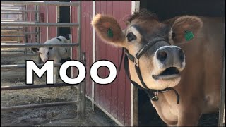 COW SOUNDS REAL COWS FOR KIDS COWS GO MOO COMPILATION [upl. by Martino]