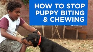 How to Stop Puppy Biting and Chewing [upl. by Wilkens]