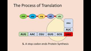 Higher Biology  13 Gene Expression [upl. by Willey]