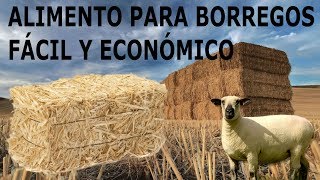 Alimento FÁCIL y ECONÓMICO para BORREGOS [upl. by Kcirrez]