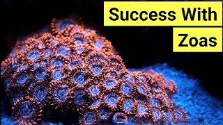 How To Keep Zoas  Zoanthid Care Guide [upl. by Romito]