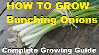 How To Grow Bunching Onions  Complete Growing Guide [upl. by Asirralc]