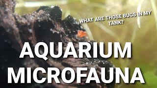 What Are Those Little Bugs And Worms In Your Aquarium  Common Aquarium Micro Fauna [upl. by Esinereb]