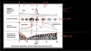 Grade 12 Life Sciences Human Reproduction Part 3 [upl. by Fawnia]