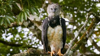 Harpy eagle attack and hunt monkey  eagle vs monkey  the most terrifying predation  wild animals [upl. by Irv267]