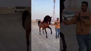 CABALLOS ARABES  ARABIANHORSE  RECOPILACION [upl. by Terrill]