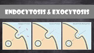 Endocytosis amp Exocytosis  Cell Biology [upl. by Court856]