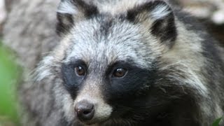 RACCOON DOG  Species Spotlight [upl. by Kori]