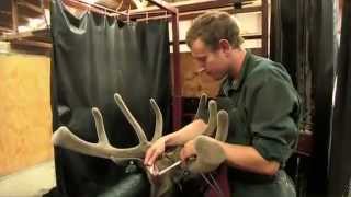 How is Deer Antler Velvet Processed [upl. by Neggem188]