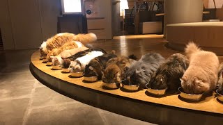 Japans largest cat cafe in Kabukicho Shinjuku Tokyo was a relaxing and cute paradise [upl. by Drusi360]