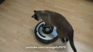 Cat shows HOW TO use iRobot Roomba Vacuum [upl. by Hallock706]