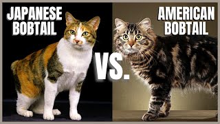 Japanese Bobtail Cat VS American Bobtail Cat [upl. by Danielson]