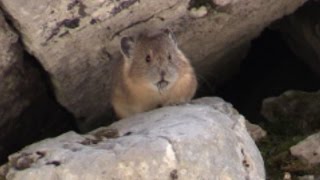 American Pika  Rare Mammal Species  Ochotona princeps HD [upl. by Alayne]