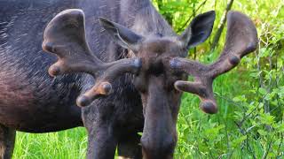 Bull Moose Moose Antlers [upl. by Anibas]