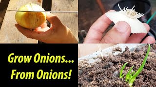 How To Grow An Onion From An Onion Bottom 2019 [upl. by Aneroc]