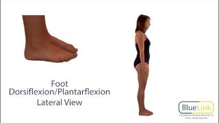 Foot Dorsiflexion Plantarflexion [upl. by Etezzil]