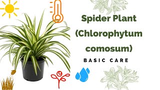 Spider Plant Basic Care Chlorophytum Comosum [upl. by Nanci685]