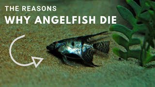 The Reasons Why Angelfish Die [upl. by Eisenstark]