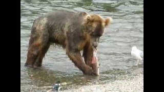 crazy grizzly bear eating a salmon  amazing close up ישאד [upl. by Znerol]