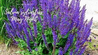 How to care for Salvia quotMay Nightquot [upl. by Gone77]