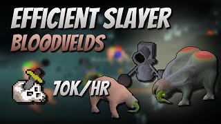 Efficient Bloodvelds Slayer with Cannon 70K Slayer ExpHr [upl. by Nylcaj]