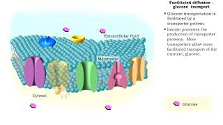 Facilitated Diffusion  Glucose transport [upl. by Ilarrold484]