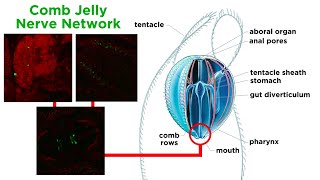 Phylum Ctenophora Comb Jellies [upl. by Aw]