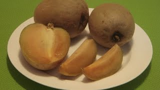 How to Eat Sapodilla Sapota Chikoo Chiku Naseberry Chico Fruit [upl. by Remled]