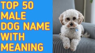 TOP 50 Most Popular Male Dog Names With Meaning  Reine O [upl. by Giark]