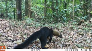 Los fascinantes animales de la reserva Cuyabeno en Ecuador Cabeza de mate [upl. by Byrom]