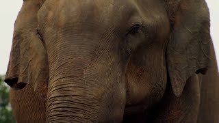 Elephant Mourns Death  BBC Earth [upl. by Kenyon]