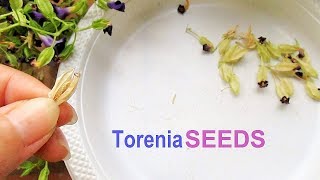 Pruning and Collecting Torenia Seeds [upl. by Ennaxor]