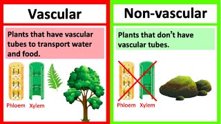 VASCULAR vs NONVASCULAR PLANTS 🤔  Whats the difference  Learn with examples [upl. by Kleiman]