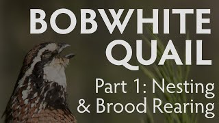 Bobwhite Quail Nesting and Brood Rearing  PART 1  Latest Largest Research Study [upl. by Fortuna]