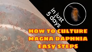 How to Culture Magna Daphnia Easily [upl. by Zoba710]