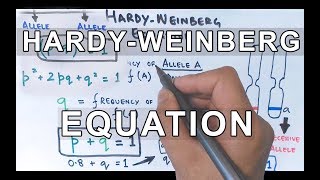 HardyWeinberg Equation  Detailed [upl. by Enaid]