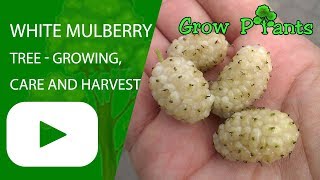 White mulberry tree  growing care and harvest [upl. by Nellie407]