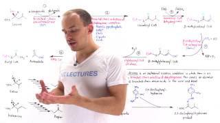 Metabolism of Branched Chain Amino Acids [upl. by Cordell]