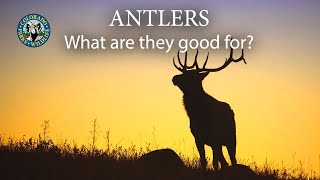 Antlers What are they good for [upl. by Doley369]