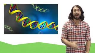 Nucleic Acids DNA and RNA [upl. by Haskell]