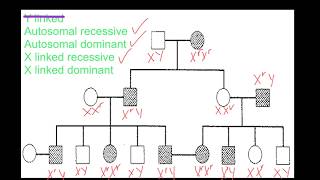 Pedigree Analysis [upl. by Anitsrihc]