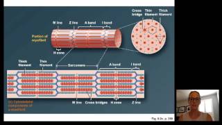 Lecture15 Muscle Physiology [upl. by Vincelette]