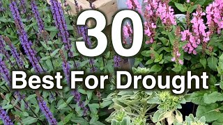 Drought Resistant Flowers 30 Perennials Proven To Grow [upl. by Nerradal]