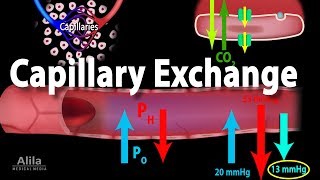 Capillary Exchange and Edema Animation [upl. by Benzel]