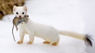 The Stoat  a fearless acrobat and rabbit hunter Interesting facts about Stoats [upl. by Naida]