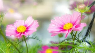 Morning Relaxing Music  Springtime Music Study Music Stress Relief Ruby [upl. by Esaertal]