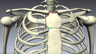 Sternum  3D Anatomy Tutorial [upl. by Ablasor]